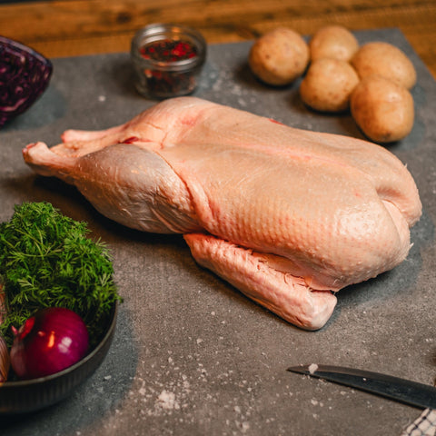Berberiand Canard Gul - 3,0 - 3,5 kg